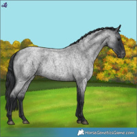 Horse Color:Blue Roan Varnish Rabicano 