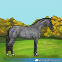 Horse Color:Blue Roan Appaloosa Rabicano