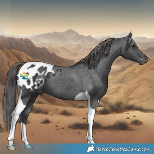 Horse Color:Black Tobiano Appaloosa 