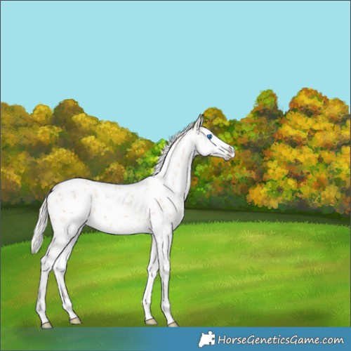 Horse Color:White Spotted Silver Amber Champagne Dun Sabino Splash