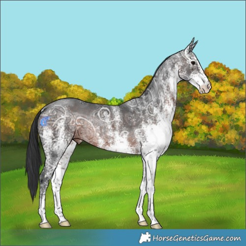 Horse Color:White Spotted Brown Ice Rabicano 