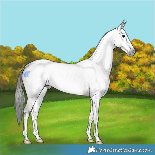 Horse Color:Gray White Spotted Brown Ice Dun Rabicano 