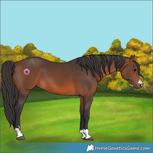 Horse Color:Brown 