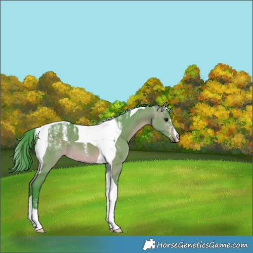Horse Color:Powder White Watercolor Brown Dun Tobiano 