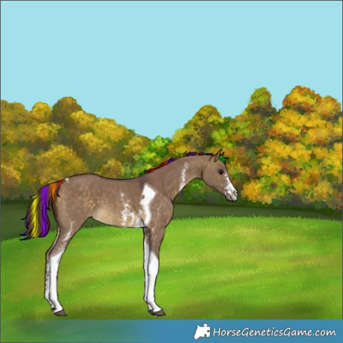 Horse Color:Painted Chocolate Buckskin Dun Sabino Tobiano 