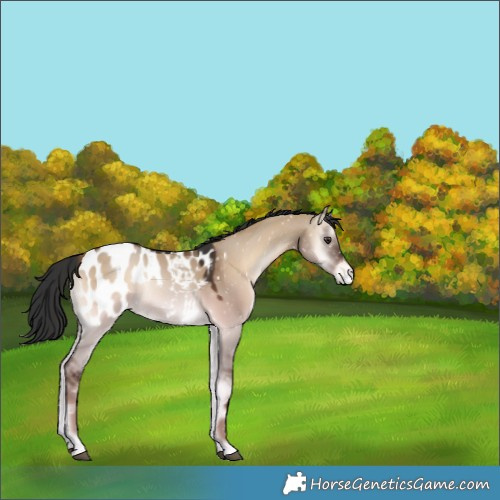 Horse Color:Liver Red Dun Onyx Appaloosa 