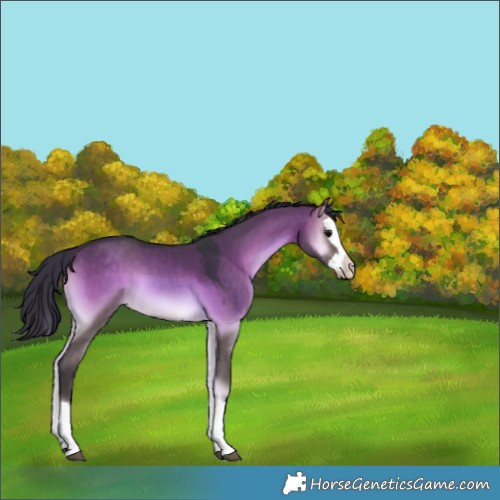 Horse Color:Brown Onyx Splash 