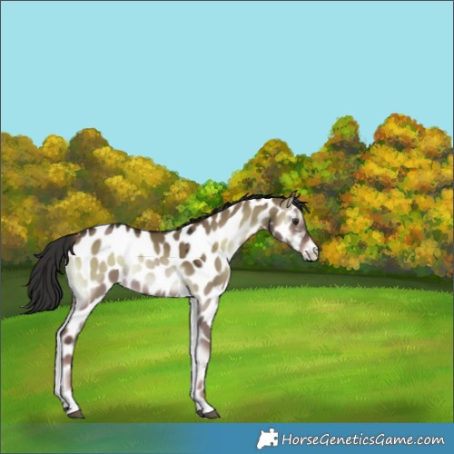 Horse Color:Liver Red Dun Onyx Near Leopard 