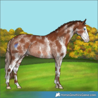 Horse Color:White Spotted Chestnut Splash Rabicano