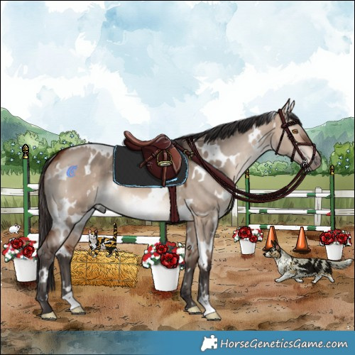 Horse Color:White Spotted Bay Dun Mushroom