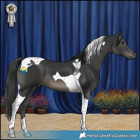 Horse Color:Black Tobiano 