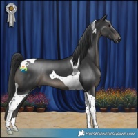Horse Color:Black Tobiano 