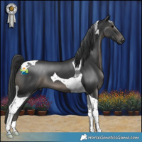 Horse Color:Black Tobiano 