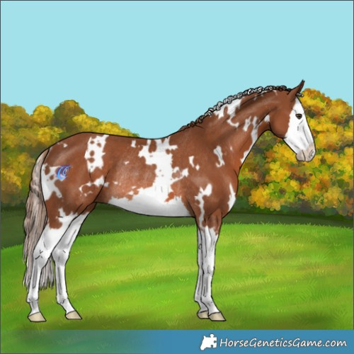 Horse Color:White Spotted Chestnut Splash Rabicano 