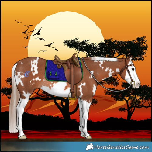 Horse Color:White Spotted Chestnut Splash Rabicano 