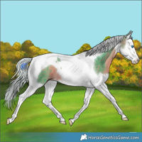 Horse Color:Watercolor Silver Buckskin Splash Tobiano 