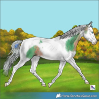 Horse Color:Watercolor Silver Buckskin Splash Tobiano 