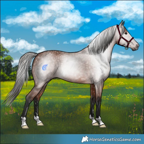 Horse Color:Gray Bay 