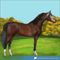 Horse Color:Gray Bay