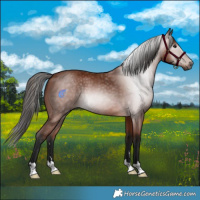 Horse Color:Gray Bay 