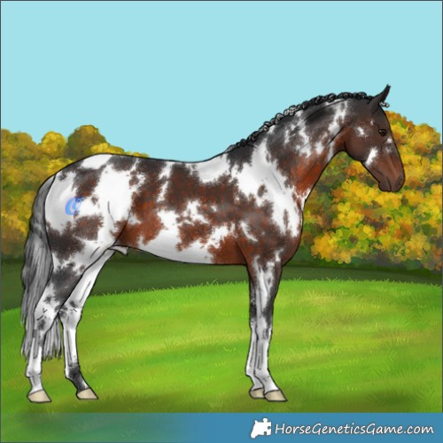 Horse Color:White Spotted Brown 
