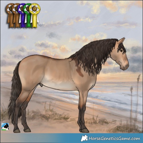 Horse Color:Bay Dun 