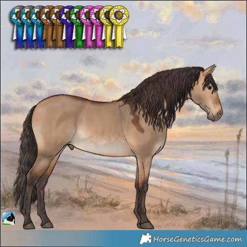 Horse Color:Bay Dun 