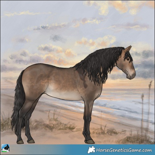 Horse Color:Brown Dun 