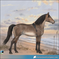 Horse Color:Brown Dun