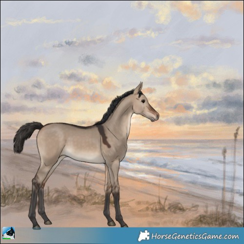 Horse Color:Bay Dun 
