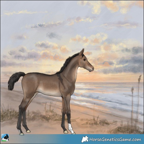 Horse Color:Brown Dun 