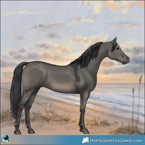 Horse Color:Grullo
