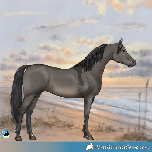 Horse Color:Grullo