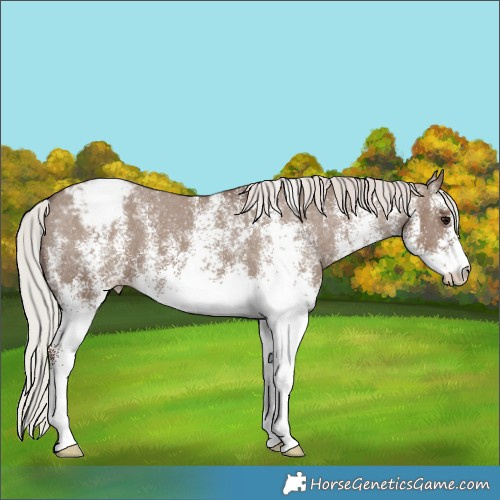 Horse Color:White Spotted Silver Grullo Varnish 