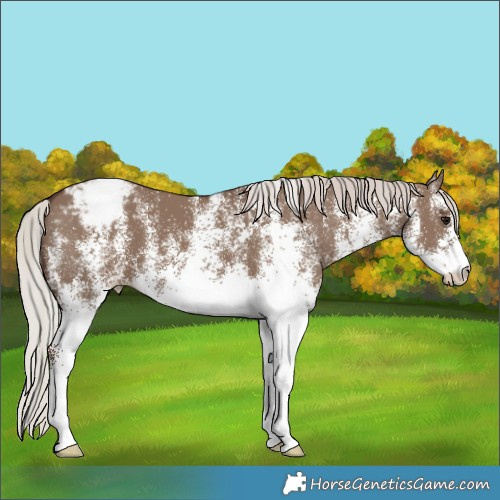 Horse Color:White Spotted Silver Grullo Appaloosa 