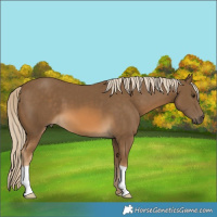 Horse Color:Chocolate Palomino 