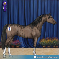 Horse Color:Liver Red Dun Brindle 