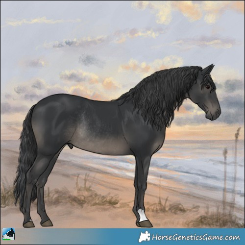 Horse Color:Black Rabicano 