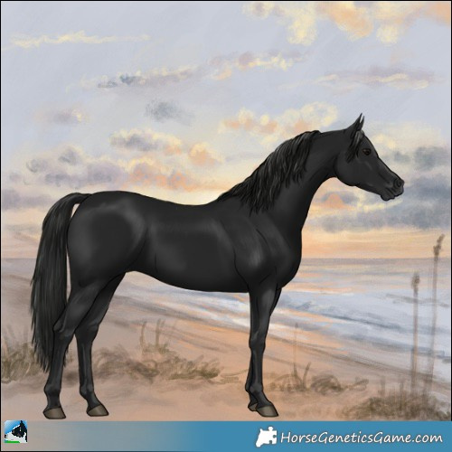 Horse Color:Gray Black Rabicano