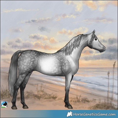 Horse Color:Gray Black Rabicano 