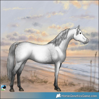 Horse Color:Gray Black Rabicano