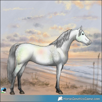 Horse Color:Gray Black Rabicano 