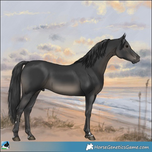 Horse Color:Black Rabicano 