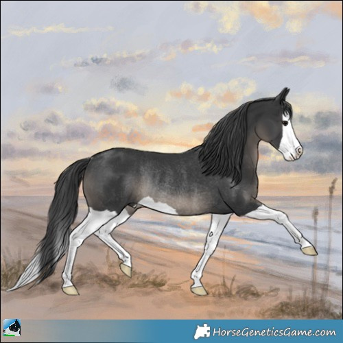 Horse Color:Black Splash Rabicano 