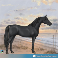 Horse Color:Black Rabicano 