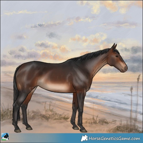 Horse Color:Brown Rabicano