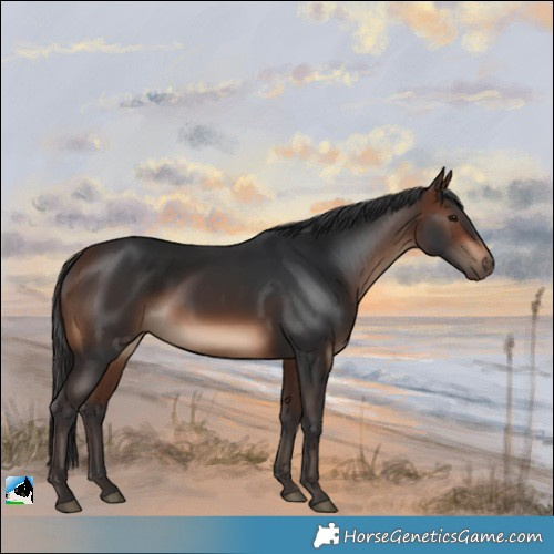 Horse Color:Brown Rabicano