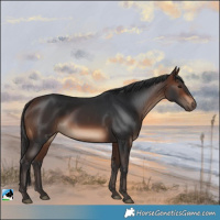 Horse Color:Brown Rabicano