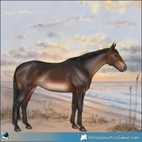 Horse Color:Brown Rabicano 