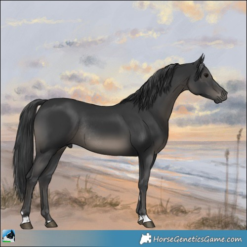 Horse Color:Black Rabicano 